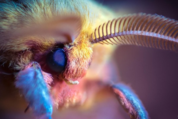 MACROFOTOGRAFÍA